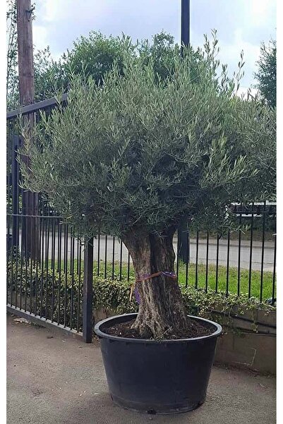 Yades 250 Yaş Zeytin Ağacı