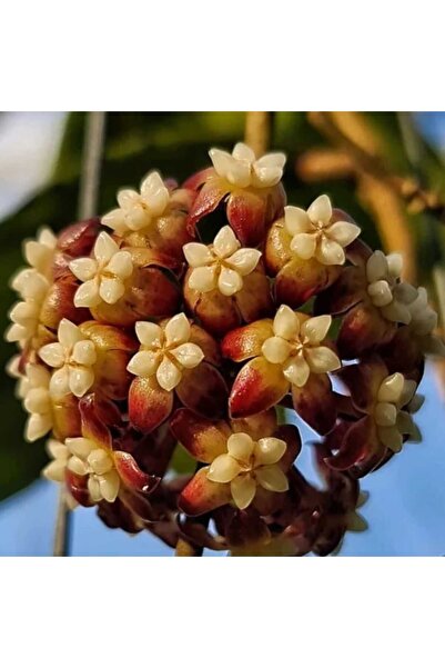BitkiTÜRK -3ADET HOYA MUM ÇİÇEĞİ FİDESİ 10CM