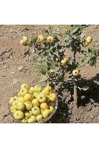 E-fidancim Tüplü Aşılı İri Meyveli Sarı Alıç Fidanı (60-100 Cm)