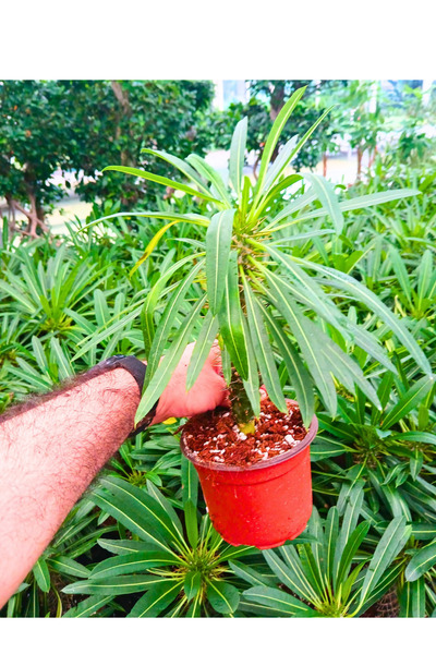 BitkiTÜRK -Madagaskar Palmiyesi Salon Çiçeği