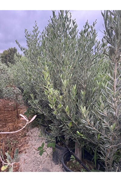 ASES 15 LT SAKSIDA 5 YAŞ GEMLİK TRİLYE ZEYTİN FİDANI BOY 150-180 CM