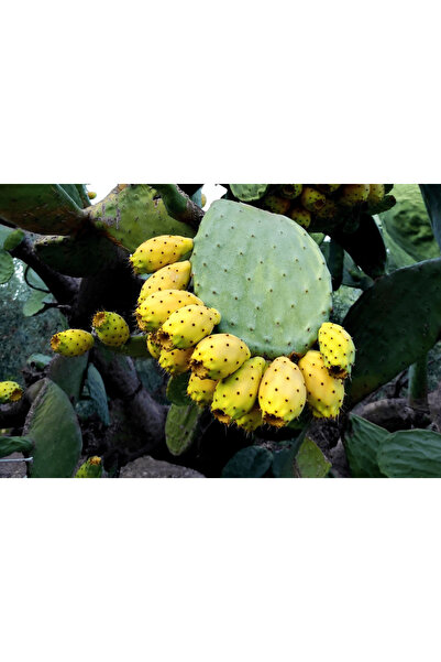 BONİVİAS Bonivias Mooi Ficus Step 1 Supplement of Extract of the Blackcurrant