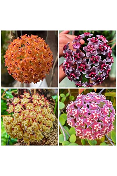 Mimoza Turuncu Beyaz Mum Çiçeği Fidanı 10-20 cm