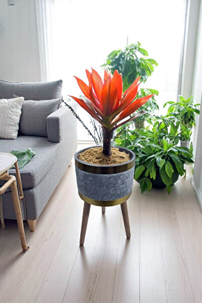 Arte Cotone Decorative Flower Pot |   Beige, Cream, Pink, Gray Footed & Footless Models |   Velvet Fabric Flower Pot