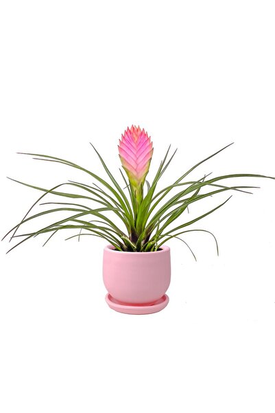 Fidanburada Tillandsia Andreas Curvy Pembe Saksılı
