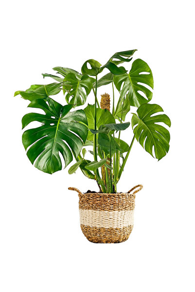 Fidanburada Deve Tabanı Xl (MONSTERA DELİCİOSA) Beyaz Şeritli Hasır Saksılı