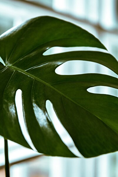 Garden Online Monstera Deliciosa - Deve Tabanı Canlı Salon Bitkisi - 80 - 100 cm