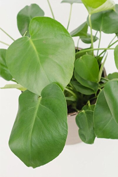 Cemre Garden Monstera Deliciosa - Deve Tabanı Midi - Ev Ofis Salon Iç Mekan Bitkisi - 30 Cm