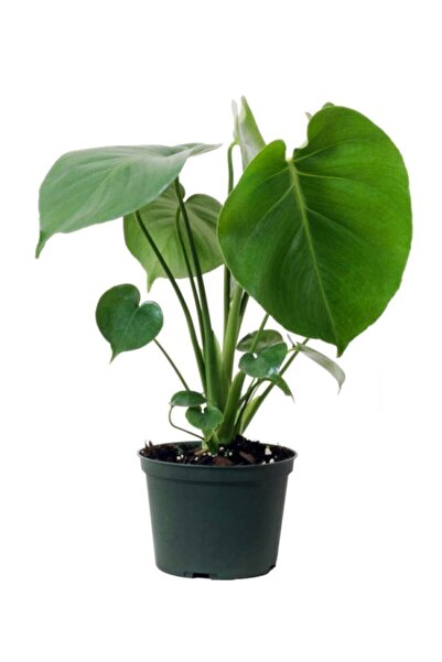 Cemre Garden Monstera Deliciosa - Deve Tabanı Midi - Ev Ofis Salon Iç Mekan Bitkisi - 30 Cm