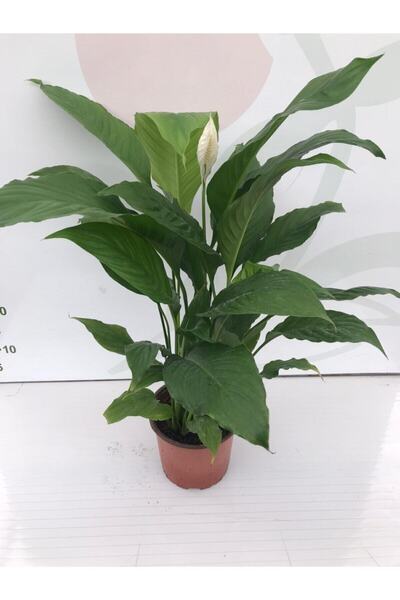 baydem sera ve çiçekçilik Barış Çiçeği ( Spathiphyllum )- Ev Ofis Çiçeği