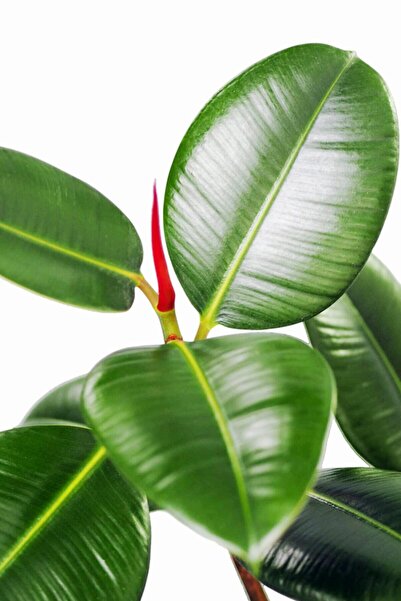 Cemre Garden Ficus Elastica Robusta - Kauçuk Ağacı Tek Gövde - Ev Ofis Salon Iç Mekan Bitkisi - 50 Cm