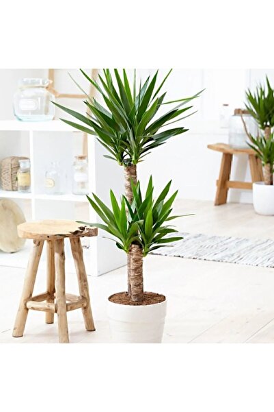 MorDekor Yucca Bitkisi 2 Gövdeli Yuka Bitkisi Avize Çiçeği 80 100 Cm Ev Bitkisi Salon Bitkisi 2liyuka