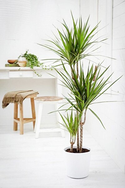 Cemre Garden Dracaena Marginata - 3 Gövdeli Madagaskar Ağacı - Ev Ofis Salon Iç Mekan Bitkisi - 140 Cm