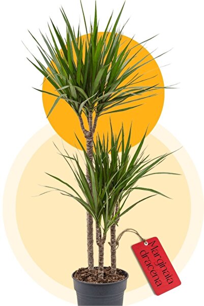 Garden Online Dracaena Marginata - Alacalı Madagaskar Dragon Ağacı 2 iki Gövdeli Canlı Salon Bitkisi 100 - 125 cm