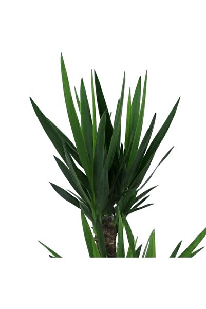 MorDekor Yucca Bitkisi 2 Gövdeli Yuka Bitkisi Avize Çiçeği 80 100 Cm Ev Bitkisi Salon Bitkisi 2liyuka