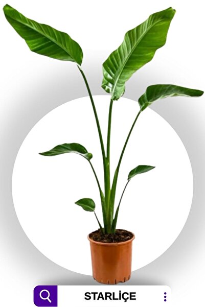 GoldLotus Strelitzia Starliçe 60-70 Cm Boyunda Tek Gövdeli Salon Bitkisi Özel Kutulu Gönderim
