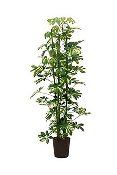 Berceste Peyzaj tasarım Şeflera Bitkisi 60-70 Cm Özel Kutulu Schefflera Bitkisi 5 Parmak Bitkisi Ev Ofis Salon Bitkisi