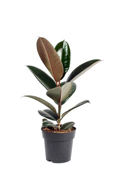 Cemre Garden Ficus Elastica Robusta - Kauçuk Ağacı Tek Gövde - Ev Ofis Salon Iç Mekan Bitkisi - 50 Cm
