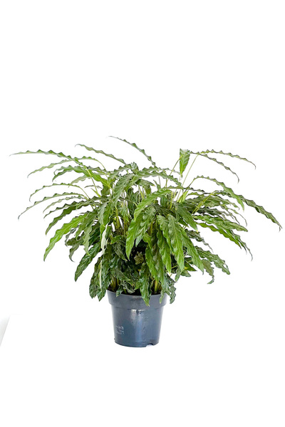 Fidanburada Kalatya (Calathea Rufibarba Green)