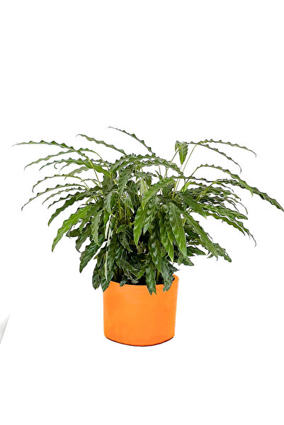 Fidanburada Kalatya (Calathea Rufibarba Green) Ruby Terra Cotta Saksılı