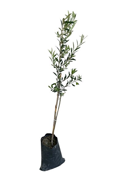 Spanish Arbequina Olive Seedling – 2 Years – Scuba – Vibrant and Healthy