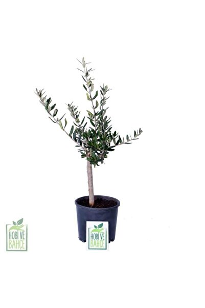 Genel Markalar Mini Zeytin Ağacı - Olea Ssp - Bitki Boyu 40 cm