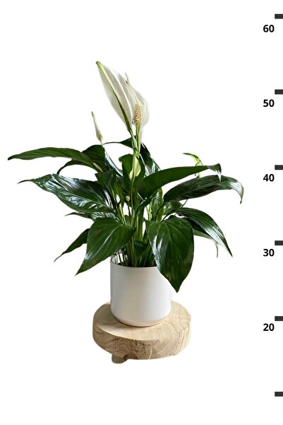 Garden Online Spathiphyllum Chopin - Barış Çiçeği Canlı Salon Bitkisi 40 - 60 cm