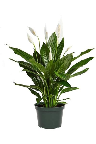 BİTKİ KARAVANI Barış Çiçeği Spathiphyllum 40-60cm