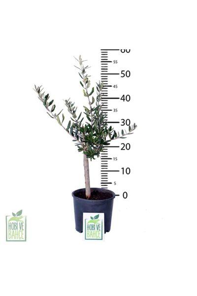 Genel Markalar Mini Zeytin Ağacı - Olea Ssp - Bitki Boyu 40 cm