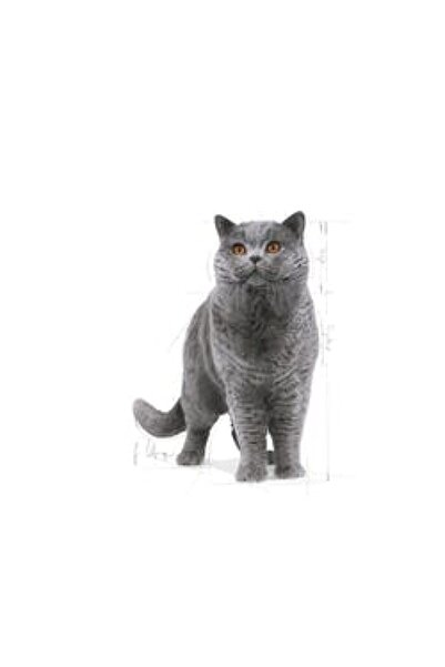 Royal Canin British Shorthair Adult Yetişkin Kedi Maması 2kg