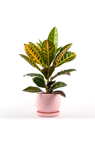 Fidanburada Kraton (Croton Petra) Curvy Pembe Saksılı