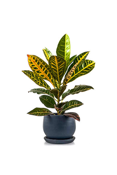 Fidanburada Kraton (Croton Petra) Curvy Antrasit Saksılı