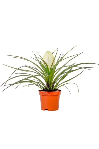 Fidanburada Beyaz Hava Bitkisi (Tillandsia Cyanea)
