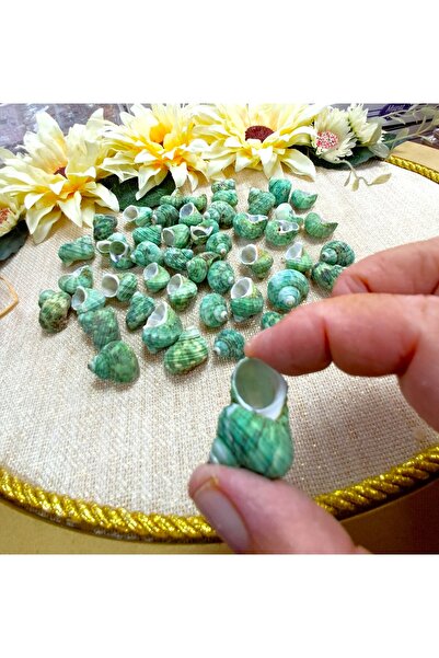 Murat Süs Gerçek Deniz Kabuğu | 50 Adet | Turbo Bruneus | Akvaryum Dekor Malz...