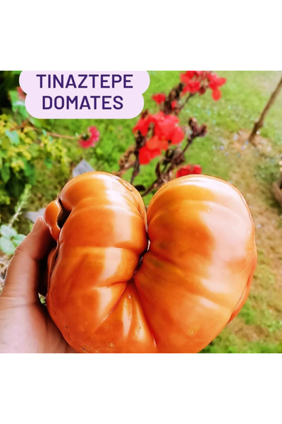 Tohum Dünyası 10+ Adet Tınaztepe Dev Yerli Atalık Domates Tohumu