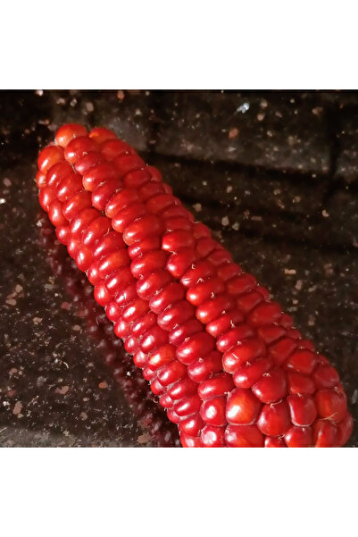 Tohum Dünyası 10+ Adet Atalık Kırmızı Mısır Tohumu