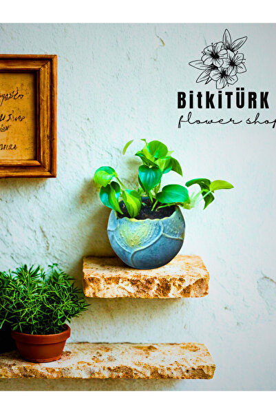 BitkiTÜRK - Beton Saksıda Canlı Pothos Sarmaşığı – Salon Bitkisi – Hava Temizleyici – Kolay Bakım