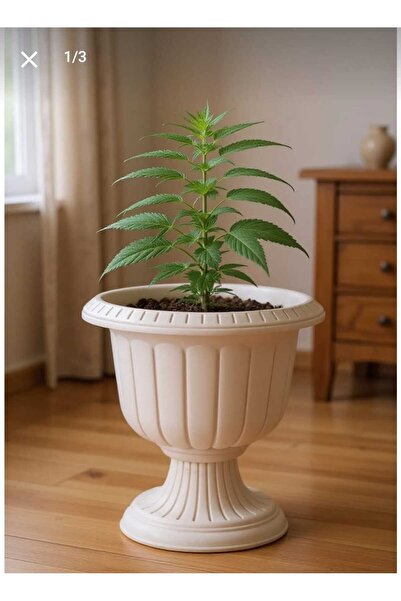 polivahome 1,5 Litre Nergis Saksı Ayaklı Plastik Çiçek Saksısı