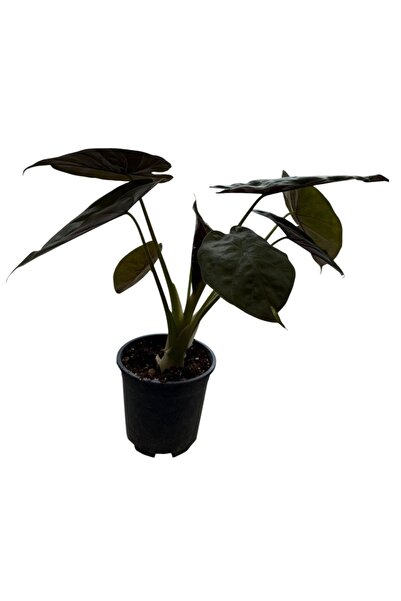 GARDENYAÇİÇEKÇİLİK Fil Kulağı - Alocasia wentii 40-50cm
