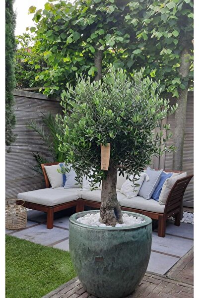 Yades Dekoratif Taş Saksıda 25 Yaş Zeytin Ağacı