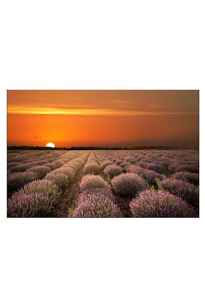 RsStyle Print Canvas Painting - Essence of Calm - Magic of Lavender at Sunset, 120x80cm