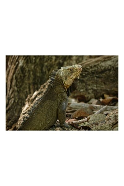 OEM Pictură pe pânză, „Iguana admirând pădurea tropicală”, 50 x 50 cm