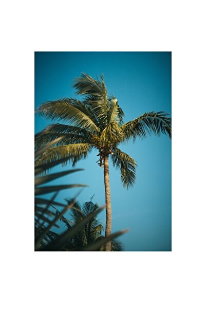 OEM Pictură pe pânză „Palmier sub cer albastru tropical”, 50 x 50 cm