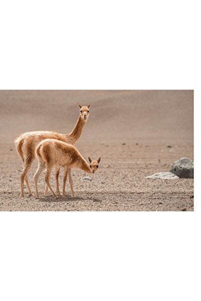 OEM Pictură pe pânză, „Vicuña în deșertul arid al Anzilor”, Deșert, Vicune, Nisip, Cămile, Munți, Faună