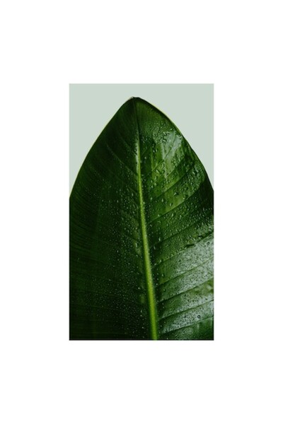 OEM Tablou Canvas, 'Frunza verde in roua diminetii', 70 x 100cm