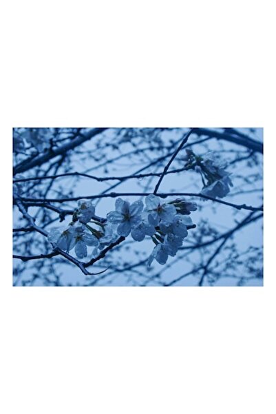 OEM Tablou Canvas, "Mugurii primaverii sub stropi de ploaie", 100 x 70cm