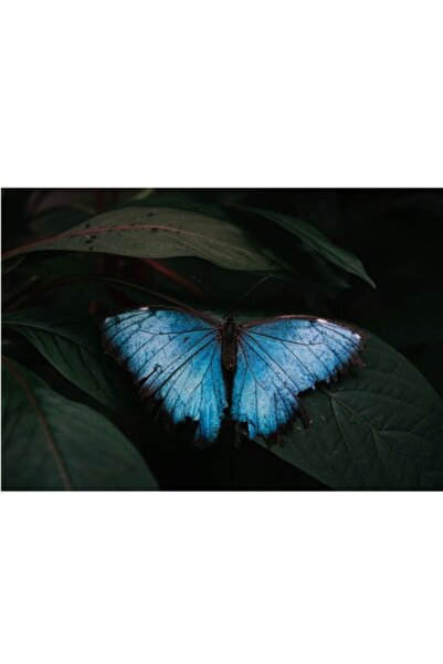 OEM Tablou Canvas, "Aripile seninului tropical vibrant", 70 x 50cm