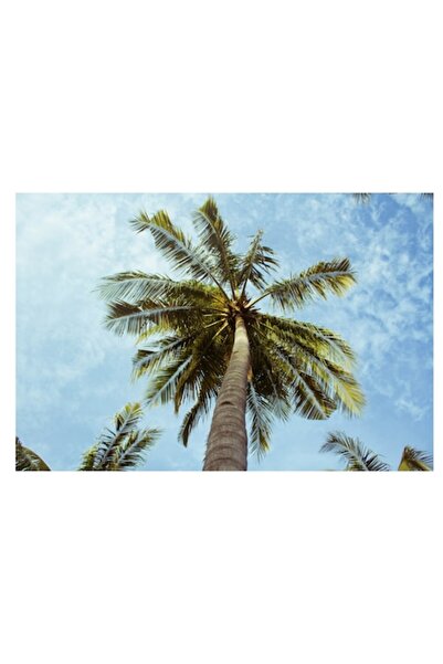 OEM Tablou Canvas, "Povestea inaltului palmier tropical", 50 x 50cm