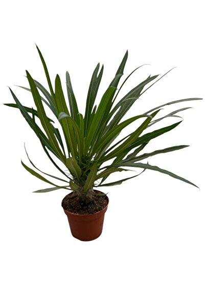 Madagaskar Palmiyesi - Pachypodium lamerei 30-40cm