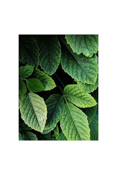 OEM Tablou pe pânză, „Frumusețea proaspătă a frunzelor verzi”, Ploaie, Vegetație, Frunze, Picături, Prospețime, Textură,